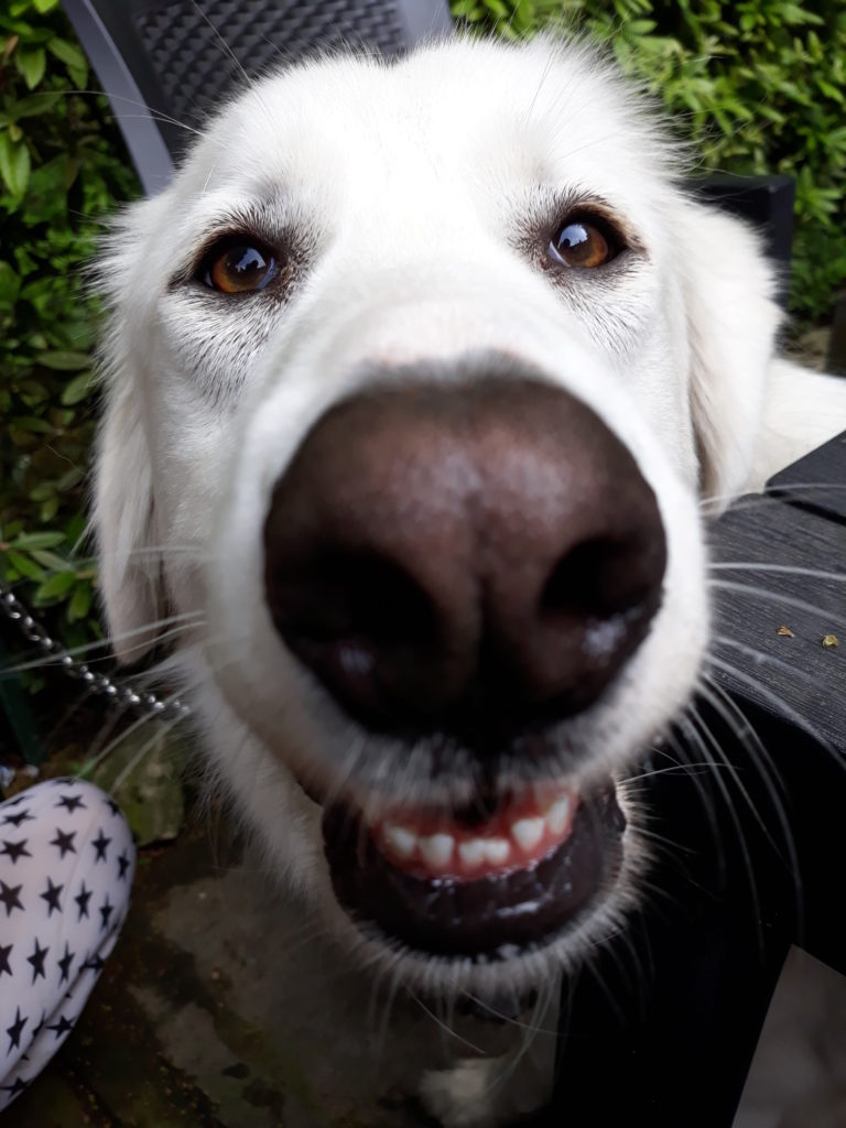 https://www.eteamdog.it/educazione-cinofila.jpg" alt=”E-teamdog educazione cinofila ”