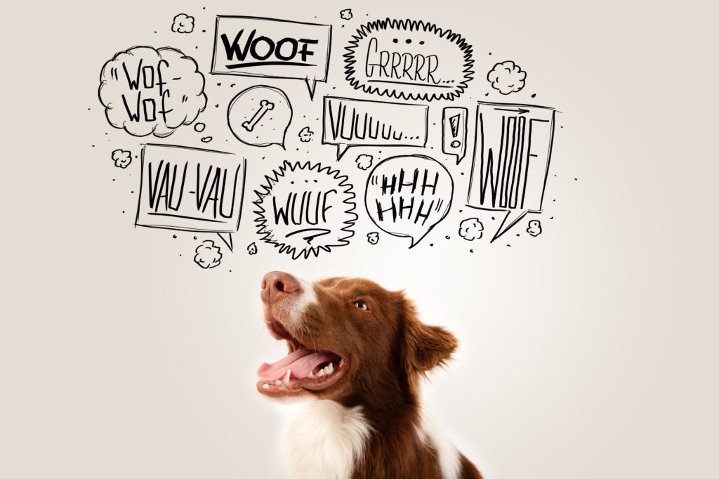 https://www.eteamdog.it/news-eventi-gruppo-eteamdog.jpg" alt=”News eventi di gruppo E-teamdog ”
