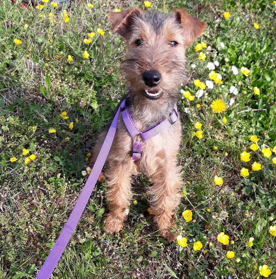 https://www.eteamdog.it/educazione-del-cane-milano-monza.jpg" alt=”educazione del cane milano e monza ”