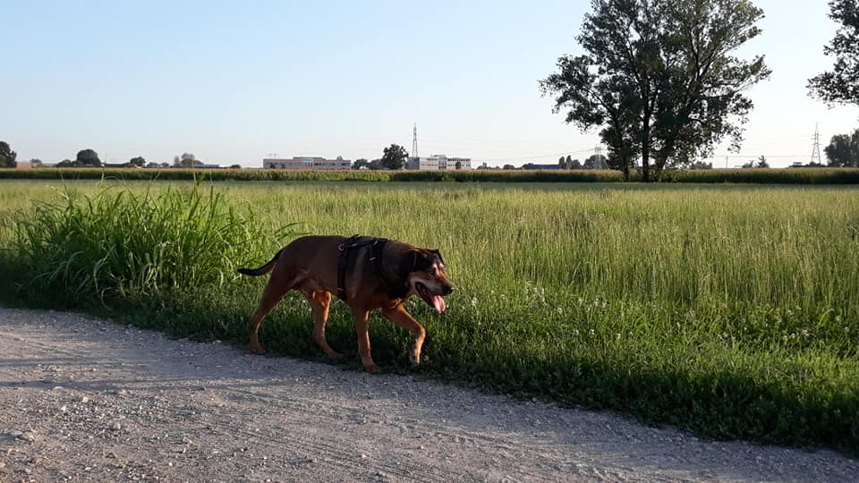 https://www.eteamdog.it/Giusy-staff.jpg" alt=”Giusy staff ”