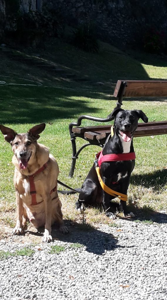https://www.eteamdog.it/staff-lilloebrownie.jpg" alt=”Staff LilloeBrownie ”